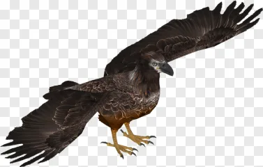 A realistic eagle in flight with spread wings on a transparent background.