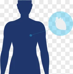 A blue human silhouette diagram highlighting the heart on a transparent background.