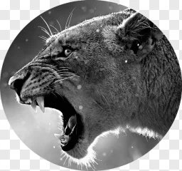 A black and white close-up of a roaring lion head on a transparent background.
