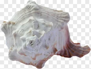 Top View White Sea Shell