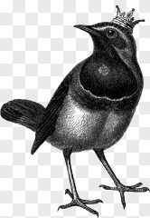 A detailed black bird silhouette isolated on a transparent background.