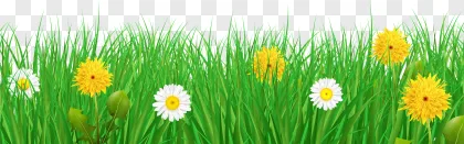 A lush green grass border with yellow dandelions and white daisies on a transparent background.