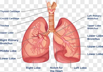 A detailed human lungs anatomy diagram illustration shown on a transparent background.