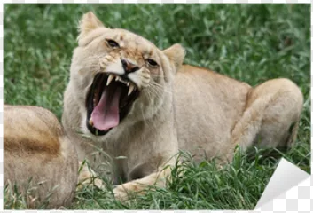 A roaring lioness lying in green grass on a transparent background.