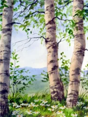 A watercolor painting of tall birch trees in a spring forest on a transparent background.