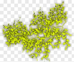 Yellow tree branches with leaves on a transparent background.
