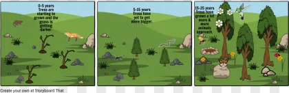 Cartoon illustration of forest ecosystem growth stages on a transparent background.