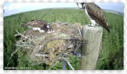 An osprey perched on a wooden post next to a nest in a forest on a transparent background.
