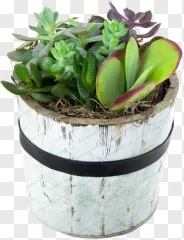 A rustic succulent arrangement in a white wooden planter on a transparent background.