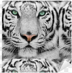 Close up portrait of a white tiger face with striking green eyes on a transparent background.