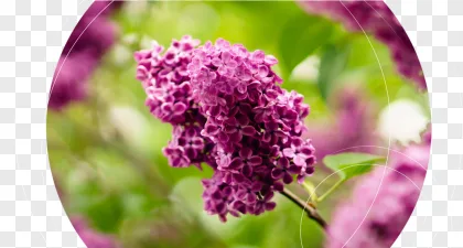 A blooming purple lilac flower cluster displayed on a transparent background.
