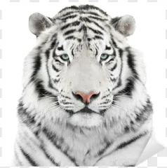 A majestic white tiger portrait is shown on a transparent background.