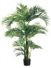A potted palm tree houseplant with lush green foliage on a transparent background.