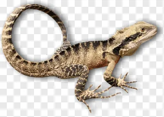 A spiny bearded dragon lizard on a transparent background.
